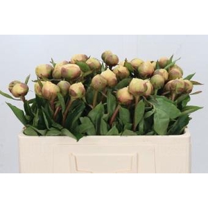 Paeonia Claire de la Lune