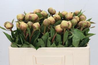 <h4>Paeonia Claire De Lune</h4>