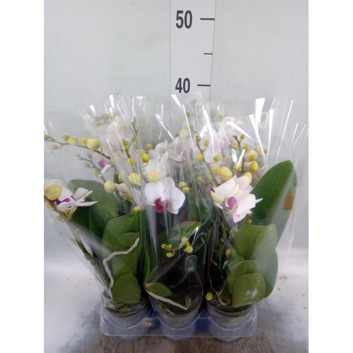 <h4>Phalaenopsis multi. 'FC Safe Haven'</h4>