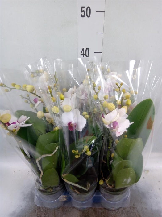 Phalaenopsis multi. 'FC Safe Haven'