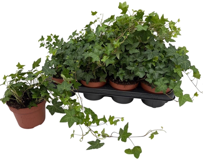 <h4>HED HE PITTSBURGH</h4>