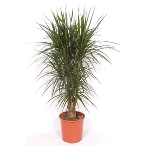 Dracaena marginata