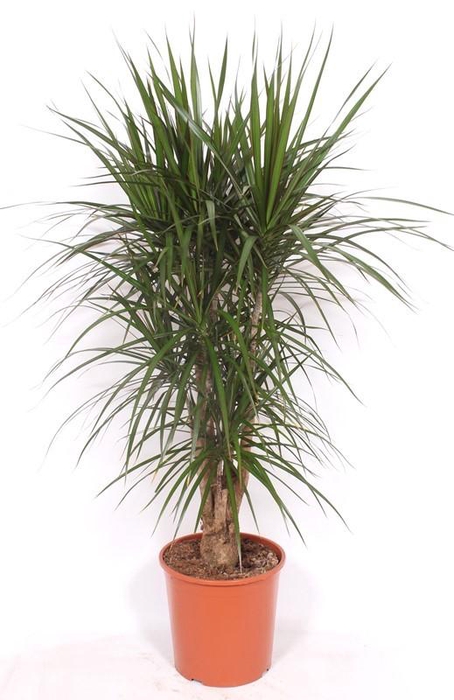 <h4>Dracaena marginata</h4>