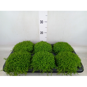 Soleirolia soleirolii   ...green