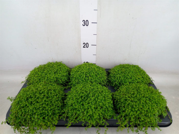 <h4>Soleirolia soleirolii   ...green</h4>