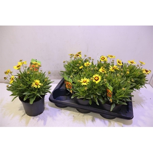 Core Upti Yellow&red