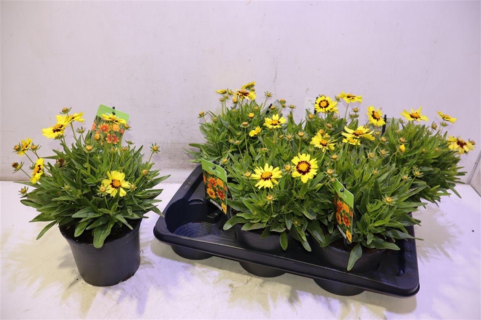 <h4>Core Upti Yellow&red</h4>