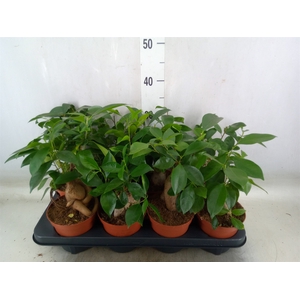 Ficus   ...