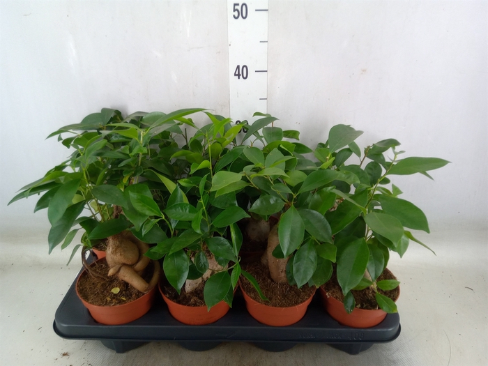 <h4>Ficus   ...</h4>