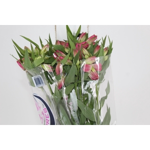 ALSTROEMERIA ALYNA 080 CM