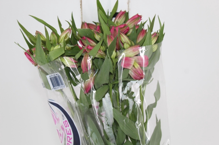 <h4>ALSTROEMERIA ALYNA 080 CM</h4>