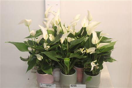 <h4>Anthu Banderola Cava 5+ In Deco</h4>