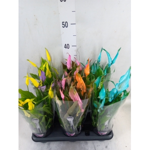 Spathiphyllum  'Chopin'