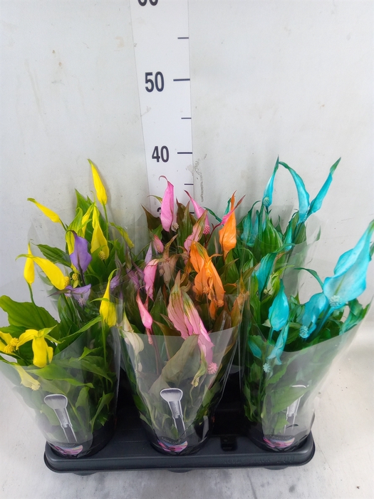 <h4>Spathiphyllum  'Chopin'</h4>