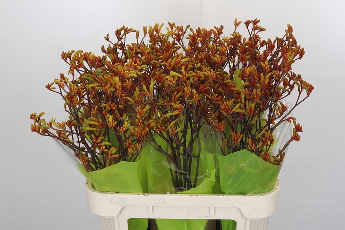 <h4>Kangaroo Paw Bush Sunset</h4>