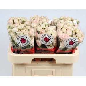 R TR LADY OF TH DAWN