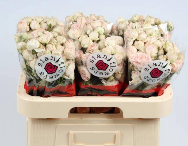 <h4>R TR LADY OF TH DAWN</h4>