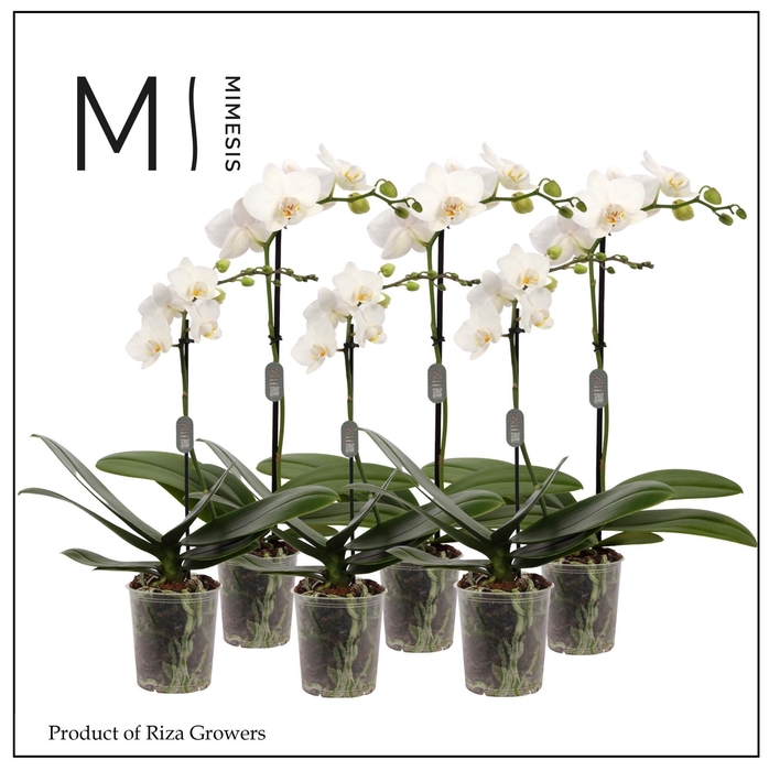 <h4>Phalaenopsis White 1 spike – 9cm | Mimesis</h4>