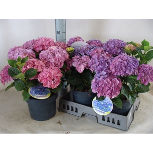 Hydrangea mac.   ...