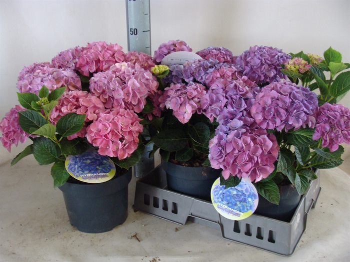 <h4>Hydrangea mac.   ...</h4>