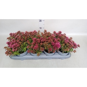 Sedum spurium 'Spot on deep Rose'