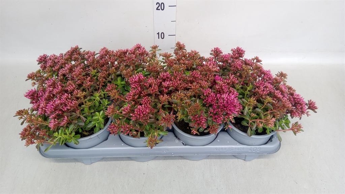 <h4>Sedum spurium 'Spot on deep Rose'</h4>
