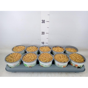 Hordeum sp.   ...kattegras zaai