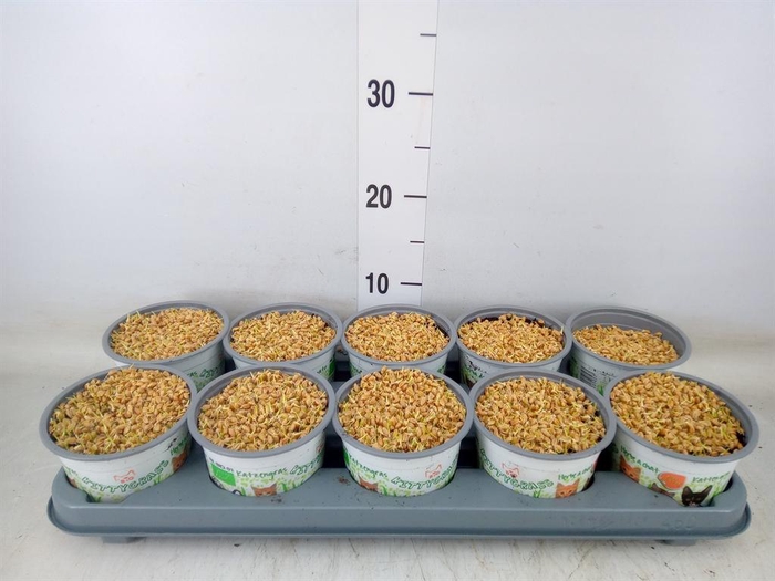 <h4>Hordeum sp.   ...kattegras zaai</h4>