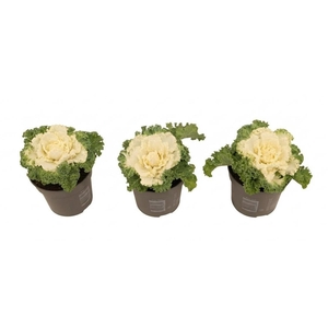 Brassica gekruld wit 10,5 cm