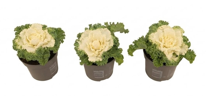 <h4>Brassica gekruld wit 10,5 cm</h4>