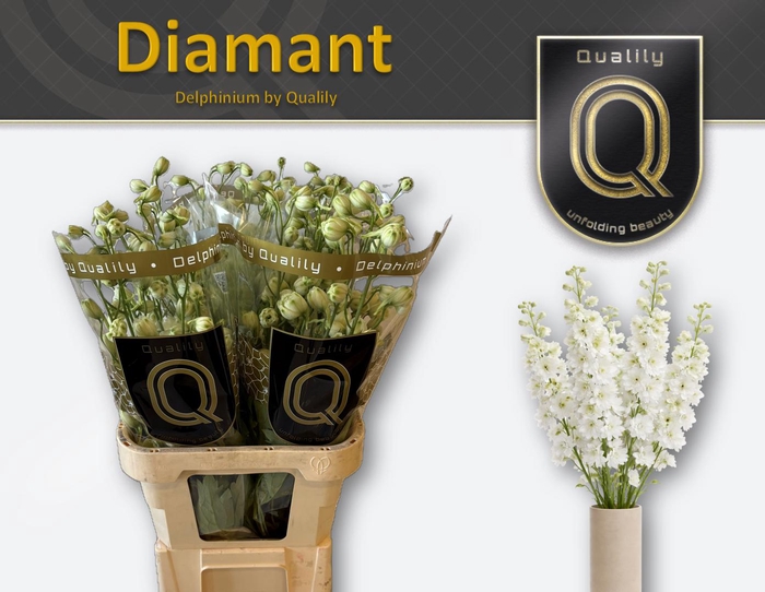 <h4>DELPH DU DIAMANT 90CM X30</h4>