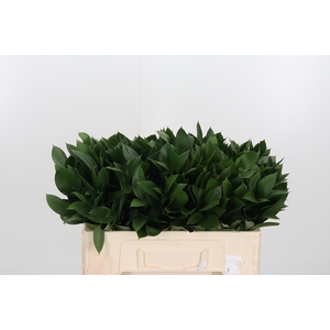 Ruscus
