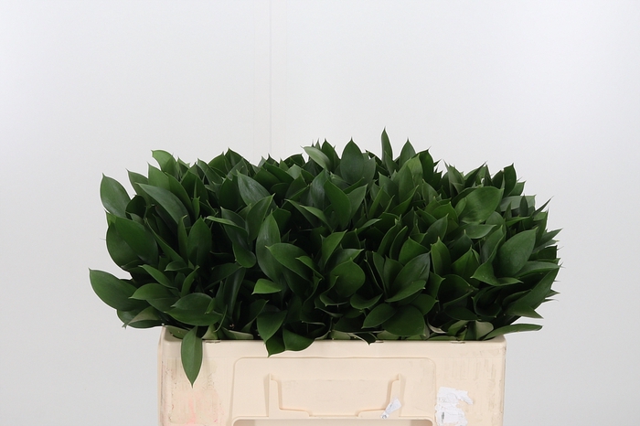 <h4>Ruscus</h4>
