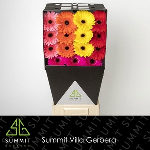 GE GR MIXED ON ROW 5 COLOURS