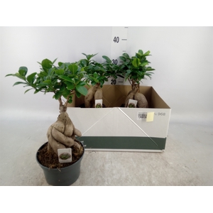 Ficus microcarpa 'Ginseng'