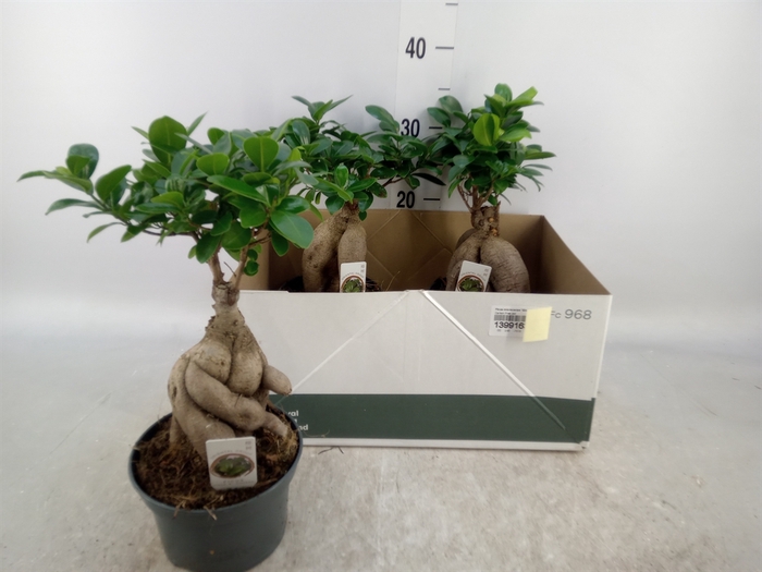 <h4>Ficus microcarpa 'Ginseng'</h4>