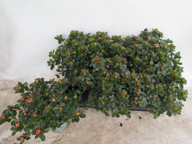 <h4>RHODO SI FLUOSTERN</h4>