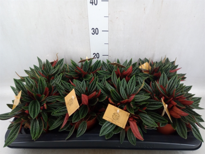 <h4>Peperomia caperata 'Rosso'</h4>