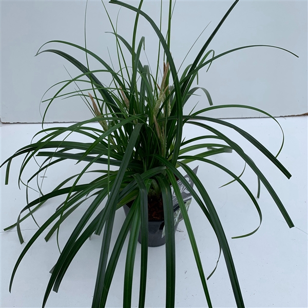 <h4>Carex 'Ribbon Falls'</h4>