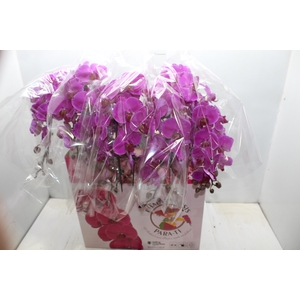 PHALAENOPSIS CASCATA ESPECIAL P15 PINK 2 HT
