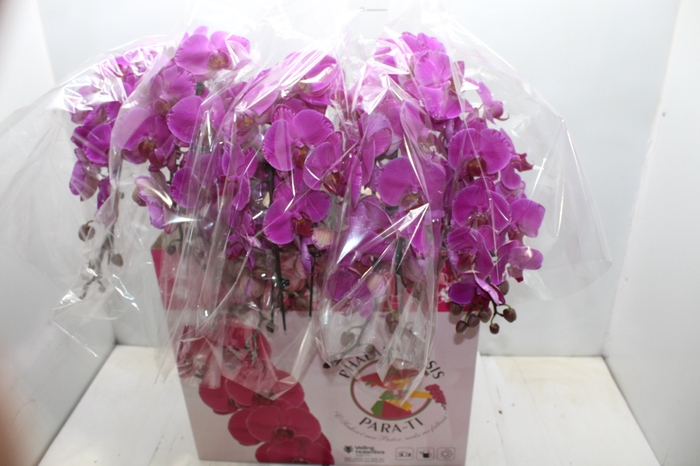 <h4>PHALAENOPSIS CASCATA ESPECIAL P15 PINK 2 HT</h4>