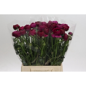 Ranunculus Amandine Violine