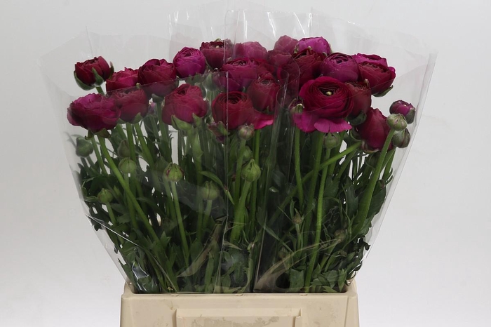 <h4>Ranunculus Amandine Violine</h4>