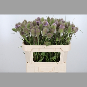 Dipsacus