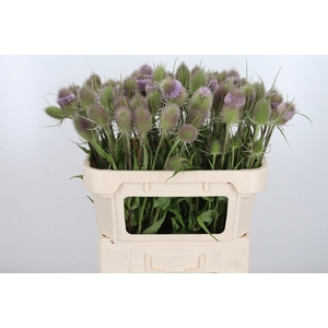 Dipsacus