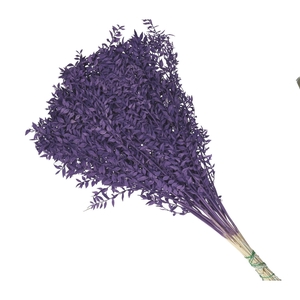 Dried flowers Ruscus 65cm