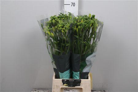 <h4>Fr Du Marseille</h4>