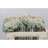Ozothamnus Booming White