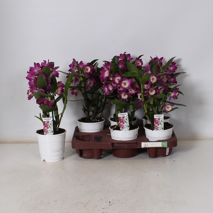 <h4>DEND NOBILE</h4>