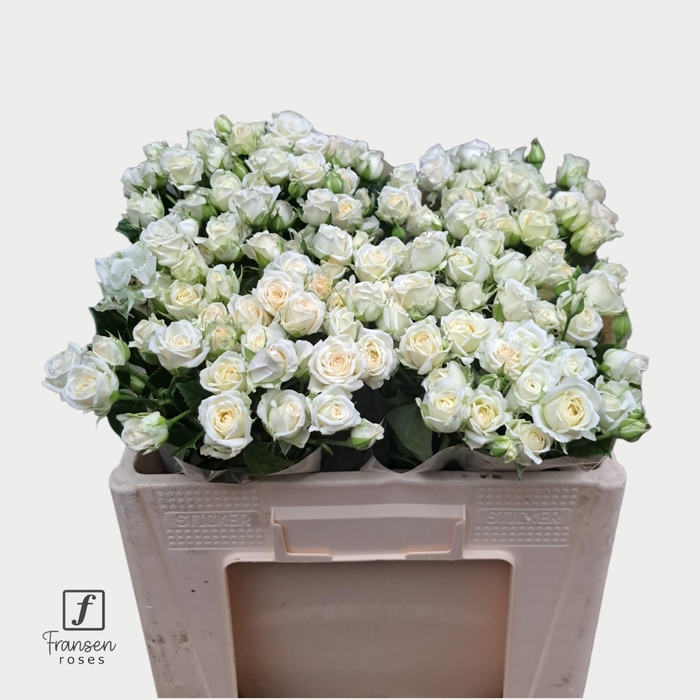 <h4>R TR Josephine 50cm</h4>